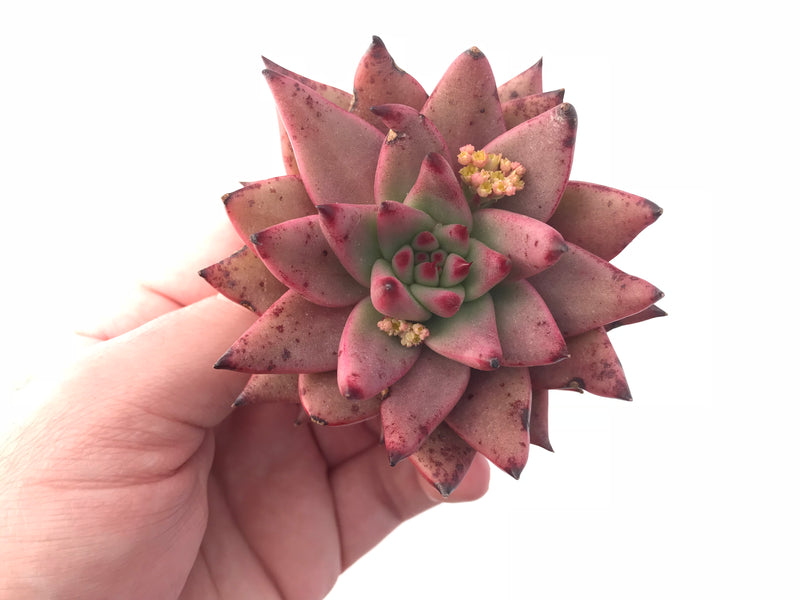 Echeveria Agavoides Sirius 3” Rare Succulent Plant