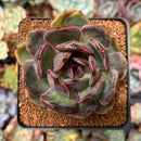 Echeveria 'Apothic Red' 2"-3" Air Magic Hybrid Succulent Plant