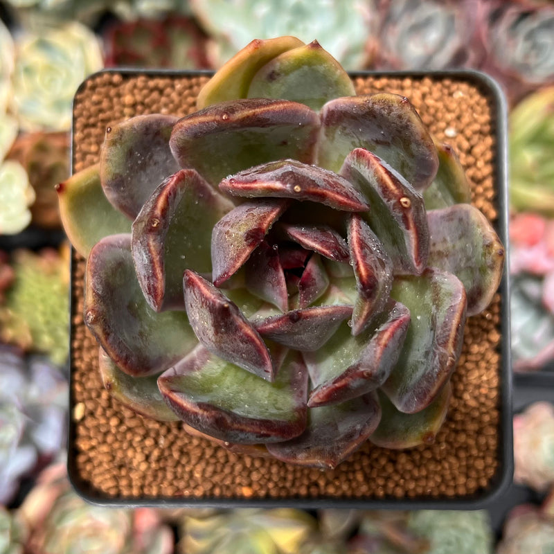 Echeveria 'Apothic Red' 2"-3" Air Magic Hybrid Succulent Plant