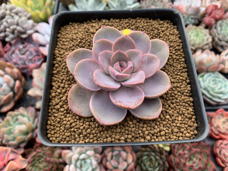 Echeveria Agavoides 'Tinkerbell' 3" Succulent Plant