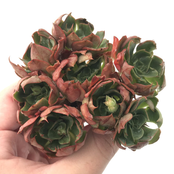 Echeveria 'Yangjin' Cluster 4"-5" Succulent Plant