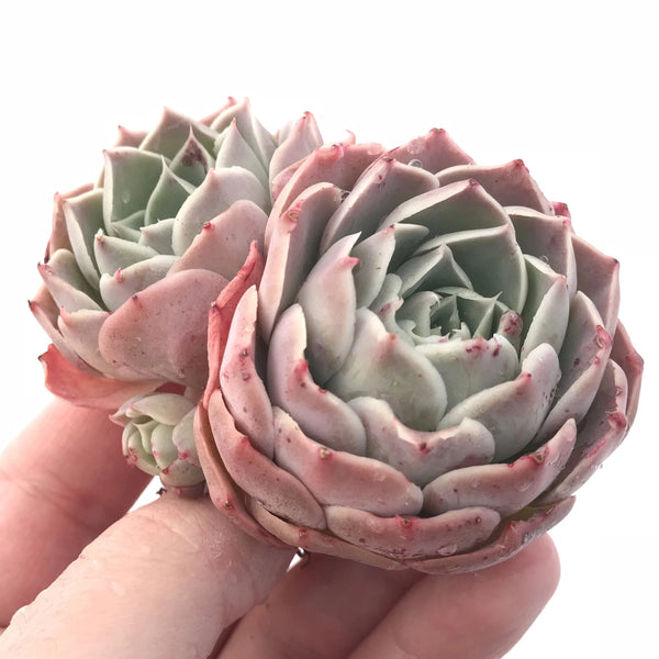 Echeveria ‘Gold Light’ Cluster 3” Rare Succulent Plant