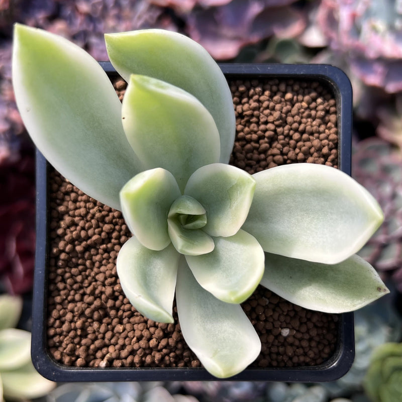 Graptoveria 'Fred Ives' Variegated 4" Succulent Plant *Cutting*