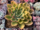 Echeveria 'Bob Jolly' Variegated 3"-4" Succulent Plant