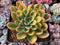 Echeveria 'Bob Jolly' Variegated 3"-4" Succulent Plant