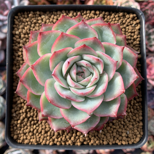 Echeveria 'Silhouette' 3"-4" Succulent Plant