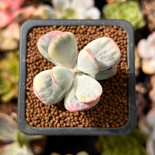 Cotyledon 'Orbiculata' Variegated 1" Small Cutting Succulent Plant *Cutting*