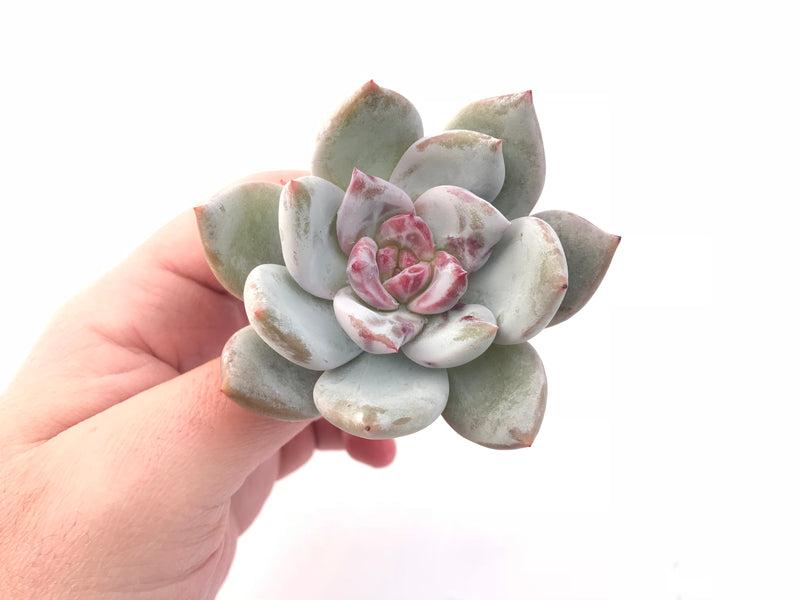 Echeveria Trumso 2”-3” Rare Succulent Plant