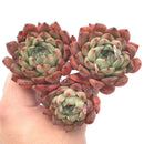 Echeveria ‘Zaragoza’ Hybrid Cluster 5" Succulent Plant