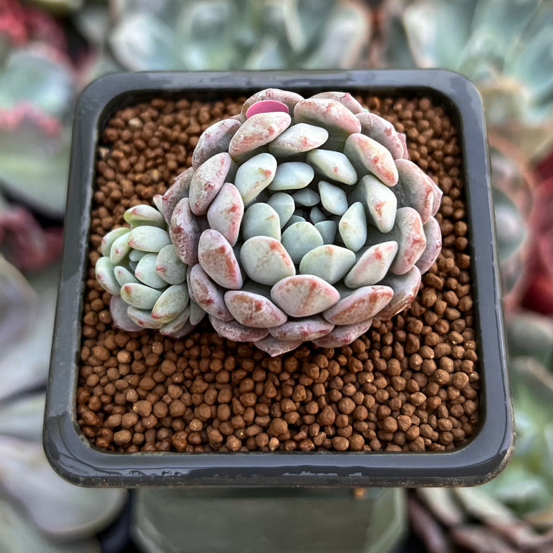 Echeveria 'Amoena' 1" Cluster Succulent Plant