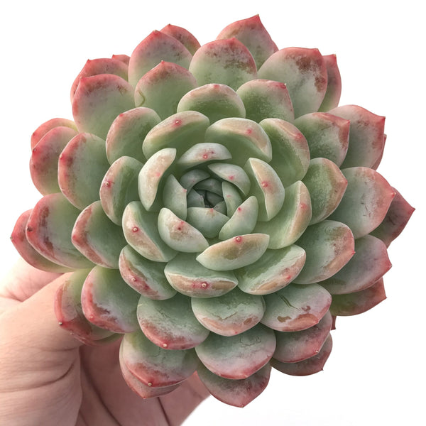 Echeveria 'Yusuke' 4" Succulent Plant