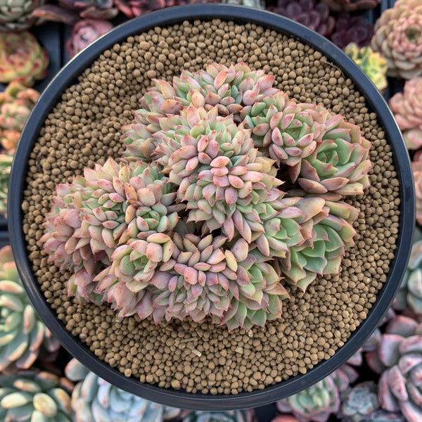 Echeveria 'Ramillette' Crested 4" Succulent Plant