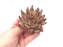 Echeveria Agavoides ‘Sirius’ 3" Rare Succulent Plant