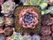 Echeveria sp. 2" Succulent Plant