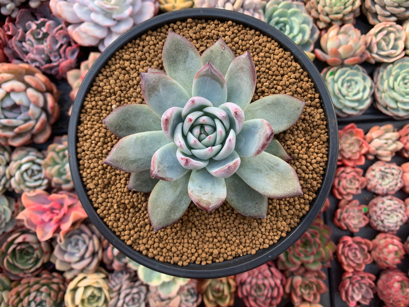 Echeveria 'Black Sabbath' 4"-5" Powdery Succulent Plant