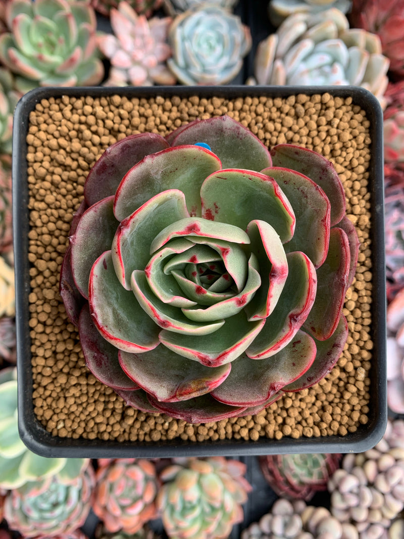 Echeveria Agavoides 'Pink Flora' 2"-3" Succulent Plant