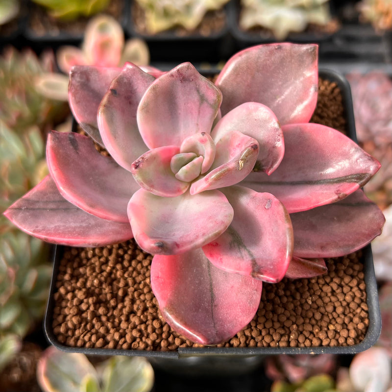 Graptopetalum 'Bainesii' Variegated 2" Succulent Plant