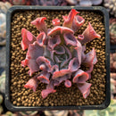 Echeveria 'Trumpet Pinky' 2"-3" Succulent Plant