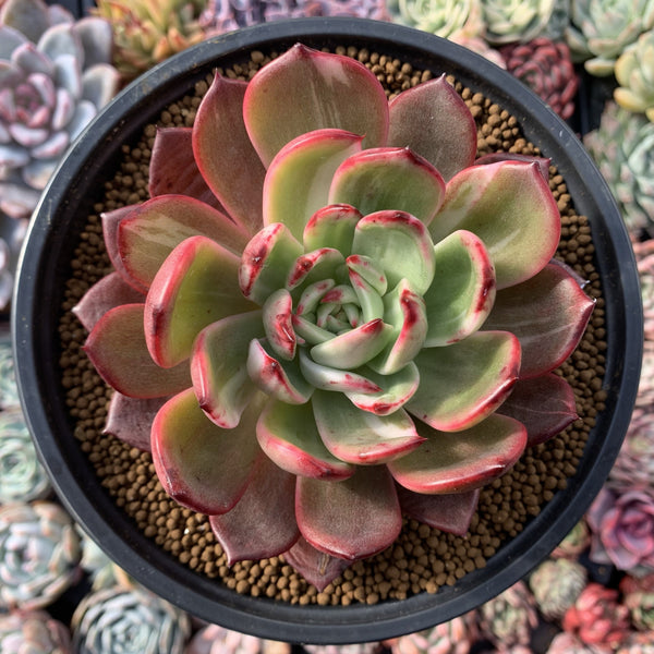 Echeveria Agavoides 'Star Boss' Variegated 5" Very Rare Succulent Plant