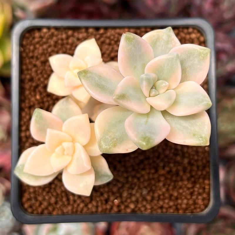 Graptoveria 'Titubans' Variegated 2” Cluster Succulent Plant