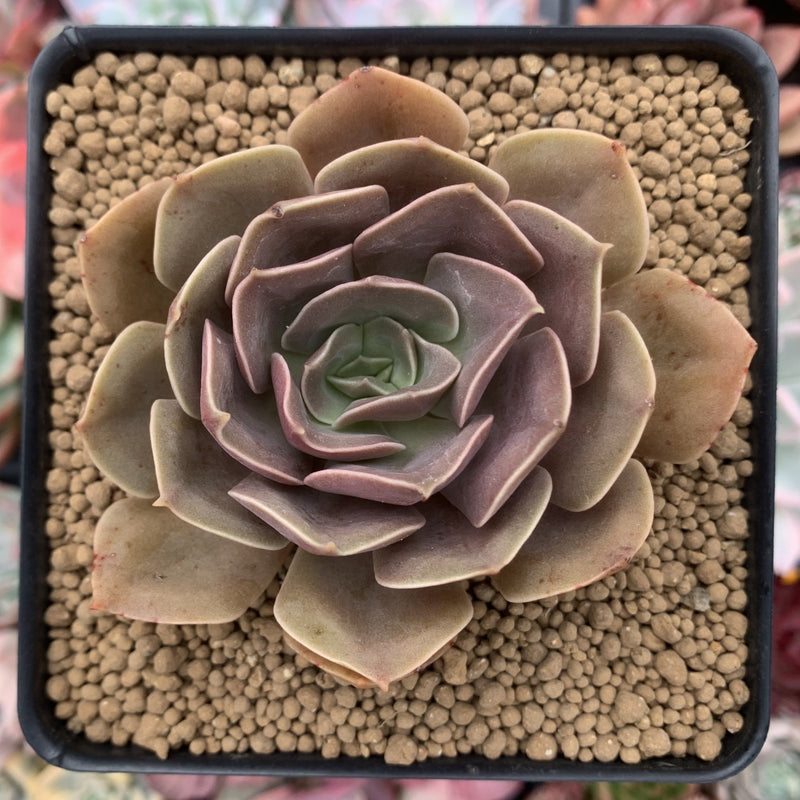 Echeveria 'Bane' 3"-4" Succulent Plant