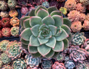 Echeveria Agavoides 'Shallot' 6" Large Succulent Plant