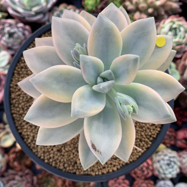 Graptopetalum 'Paraguayensis Awayuki' Variegated 5" Large Succulent Plant