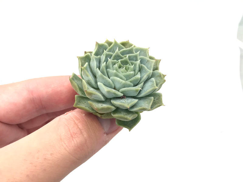 Echeveria 'Helena' 1" Rare Succulent Plant