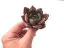 Echeveria Agavoides 'Baekya' 2"-3" Succulent Plant