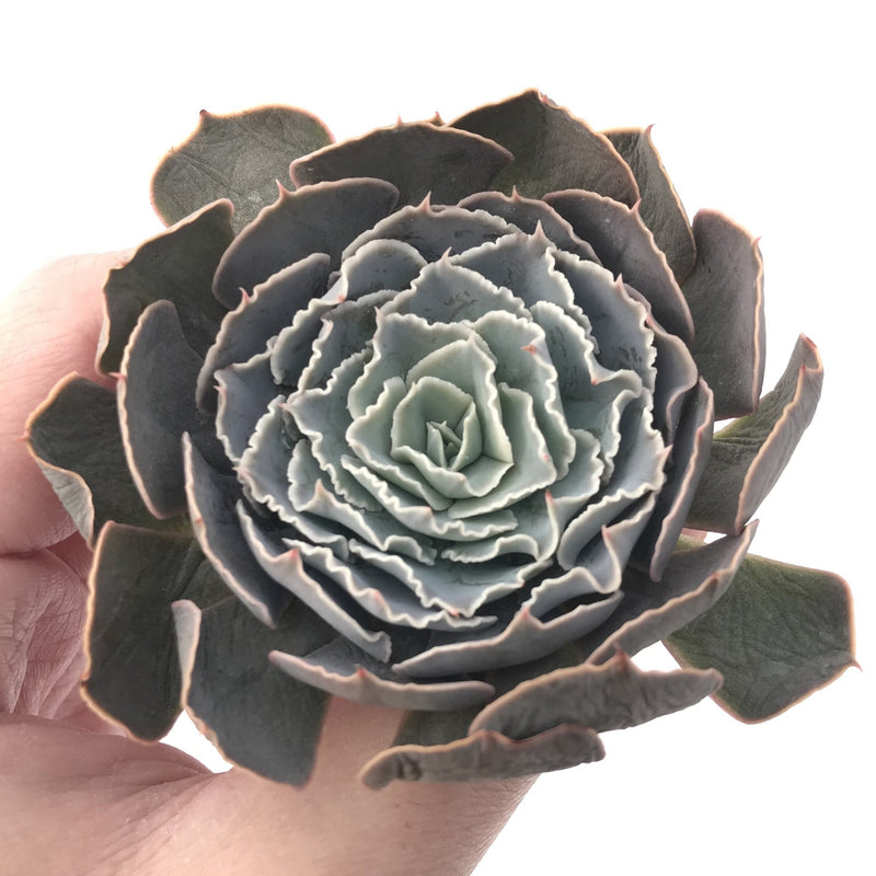 Echeveria 'Shaviana' 3" Succulent Plant