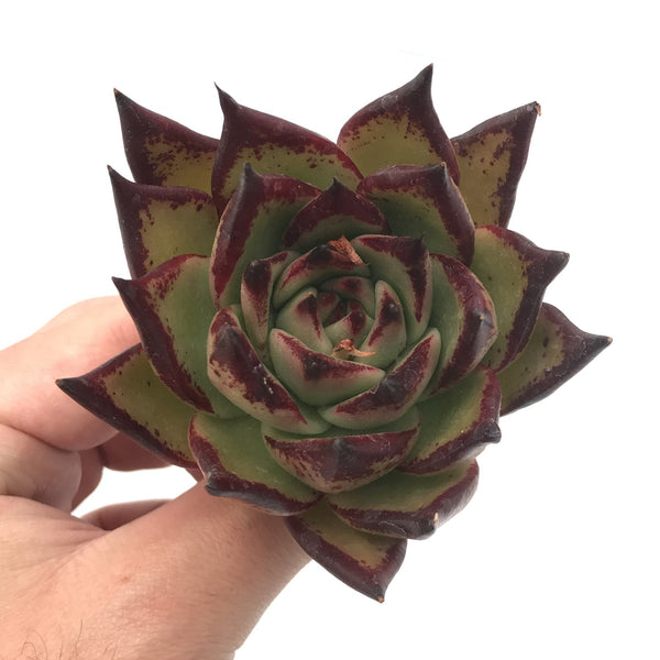 Echeveria Agavoides ‘Black Ebony’ 3” Rare Succulent Plant