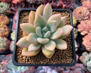 Graptoveria 'Opalina' Variegated 3" Succulent Plant