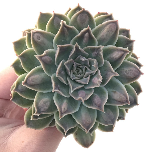 Echeveria 'Hearts Choice' Carunculated 4" Succulent Plant