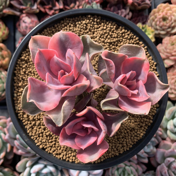 Echeveria 'Rainbow' Variegated Cluster 4" Succulent Plant