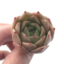 Echeveria Agavoides 'Hongja' New Hybrid 1"-2" Succulent Plant