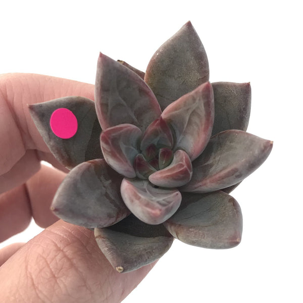 Echeveria Agavoides 'Tremolo' 1" New Hybrid Small Succulent Plant