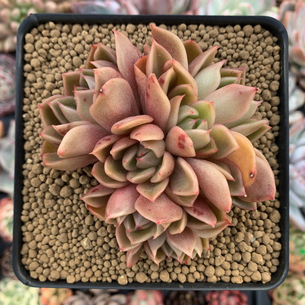 Echeveria Agavoides 'Walshire' 2" Cluster Succulent Plant