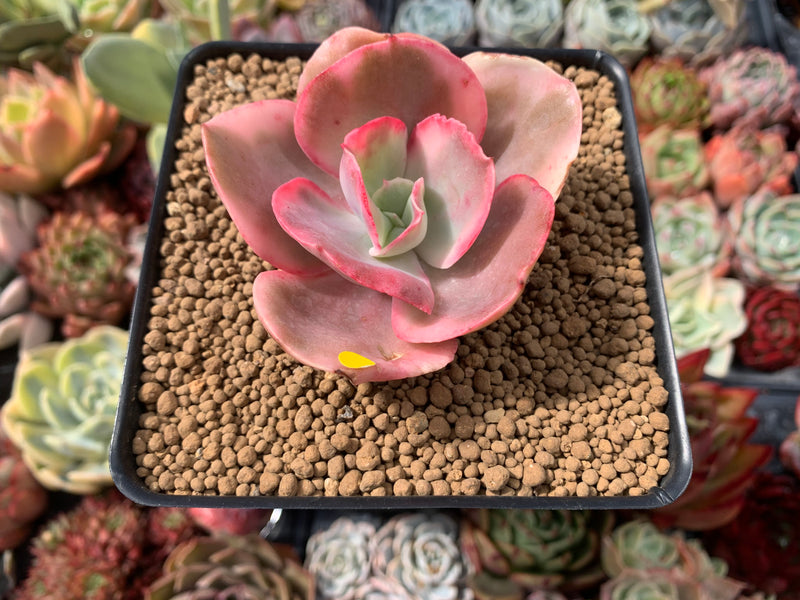 Echeveria Suyeon