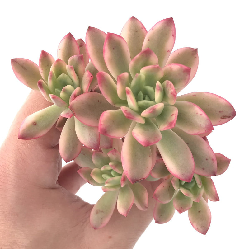 Echeveria 'Minibelle' Variegated Cluster 3"-4" Succulent Plant