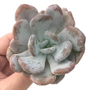 Echeveria 'Amarilli' 2"-3" New Powdery Hybrid Rare Succulent Plant