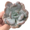 Echeveria 'Amarilli' 2"-3" New Powdery Hybrid Rare Succulent Plant