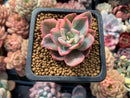 Echeveria 'Pink Harin' Variegated 2" Succulent Plant