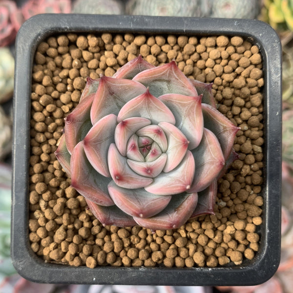 Echeveria 'Estrella' 2" Succulent Plant