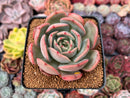 Echeveria 'Glam Pink' 3" Succulent Plant