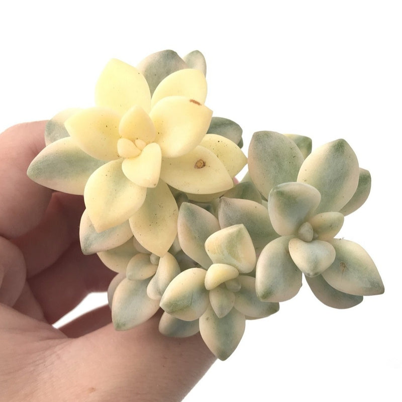 Graptoveria 'TItubans' Cluster Variegated 3" Succulent Plant