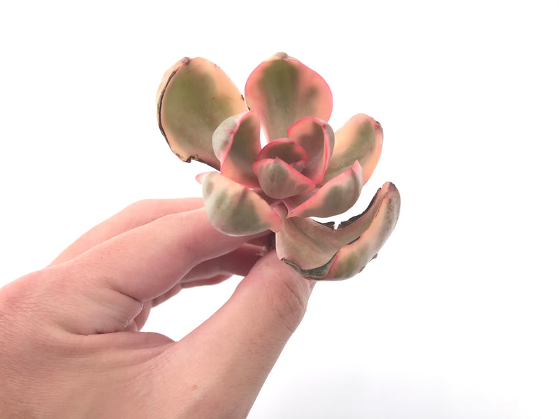 Echeveria 'Golden State' Variegated 2"-3" Succulent Plant