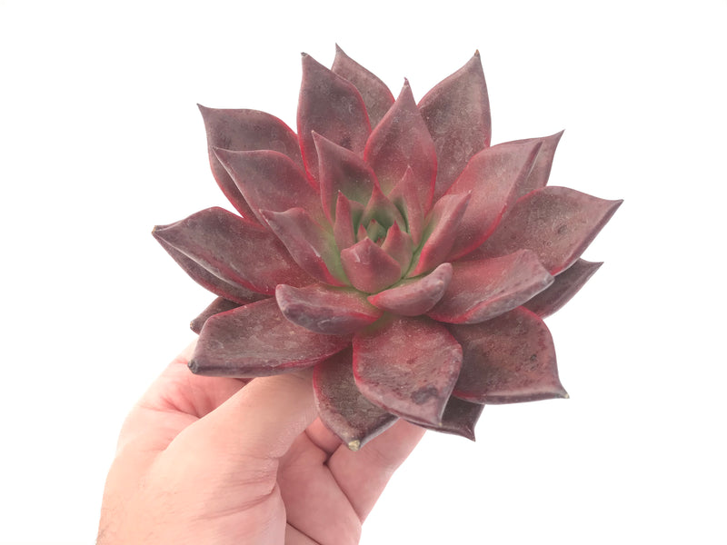 Echeveria Agavoides 'Red Ebony' 5" Extra Large Succulent Plant