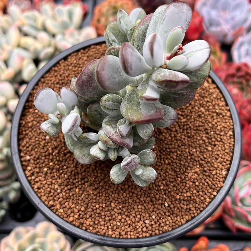 Cotyleydon Orbiculata Var. 'Hoppi' Variegated 4" Cluster Succulent Plant