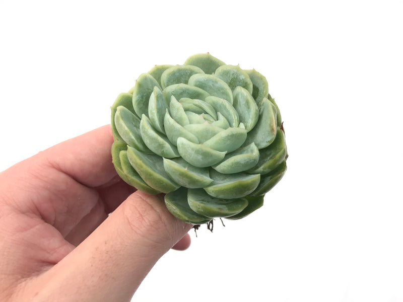 Echeveria 'Mexican Rose' 2" Rare Succulent Plant