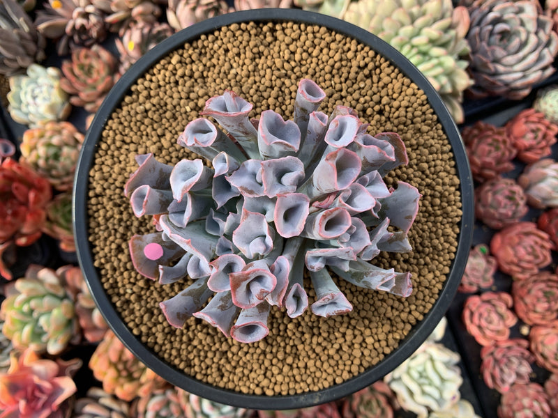 Echeveria 'Trumpet Pinky' 4" Succulent Plant